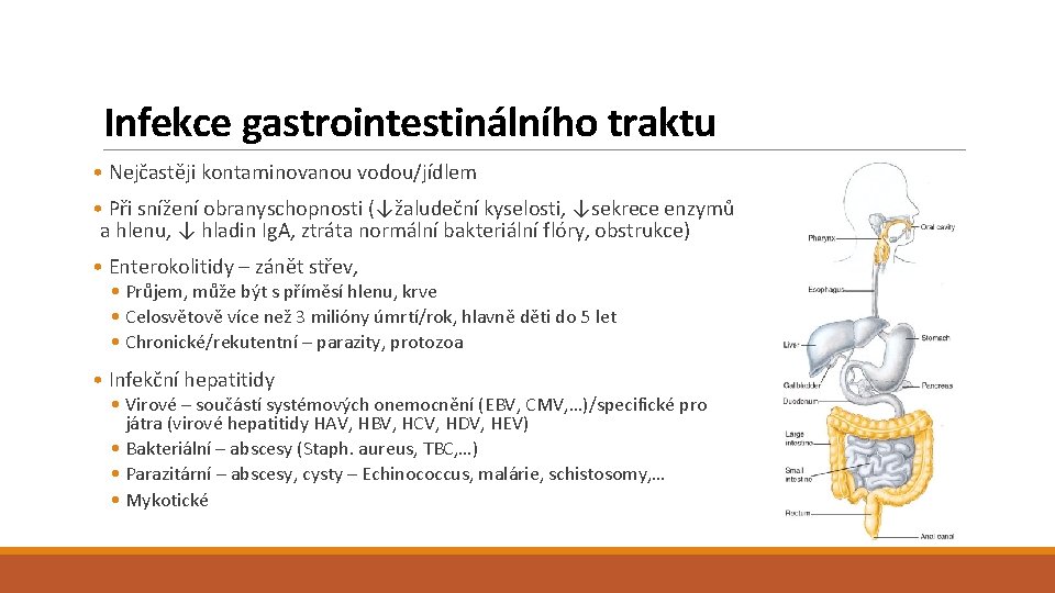 Infekce gastrointestinálního traktu • Nejčastěji kontaminovanou vodou/jídlem • Při snížení obranyschopnosti (↓žaludeční kyselosti, ↓sekrece