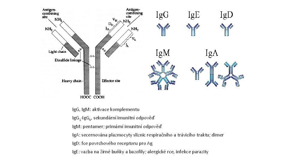 Ig. G, Ig. M: aktivace komplementu Ig. G 1 -Ig. G 4, sekundární imunitní