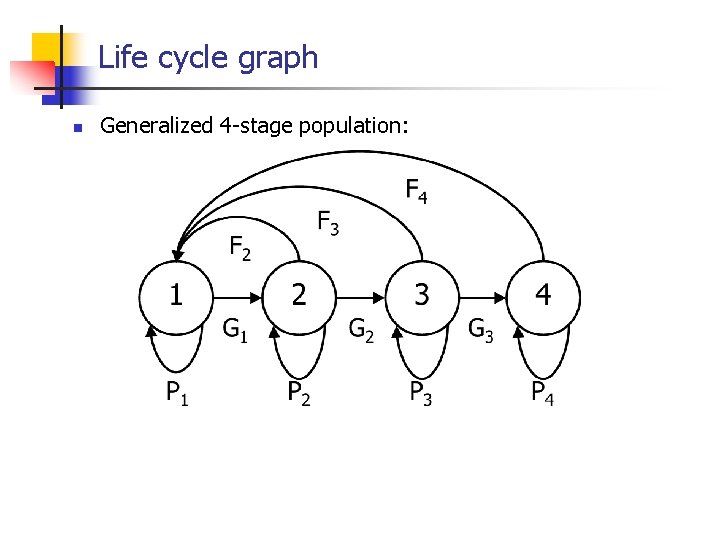 Life cycle graph n Generalized 4 -stage population: 