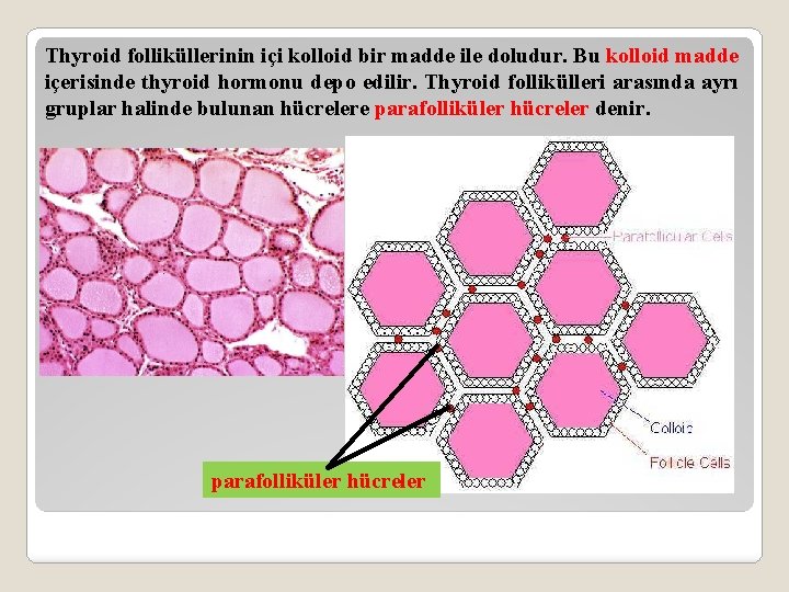 Thyroid folliküllerinin içi kolloid bir madde ile doludur. Bu kolloid madde içerisinde thyroid hormonu