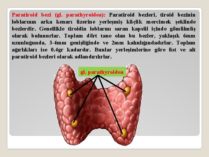 Paratiroid bezi (gl. parathyroidea): Paratiroid bezleri, tiroid bezinin loblarının arka kenarı üzerine yerleşmiş küçük