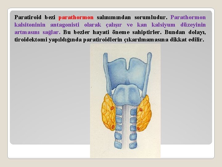 Paratiroid bezi parathormon salınımından sorumludur. Parathormon kalsitoninin antagonisti olarak çalışır ve kan kalsiyum düzeyinin