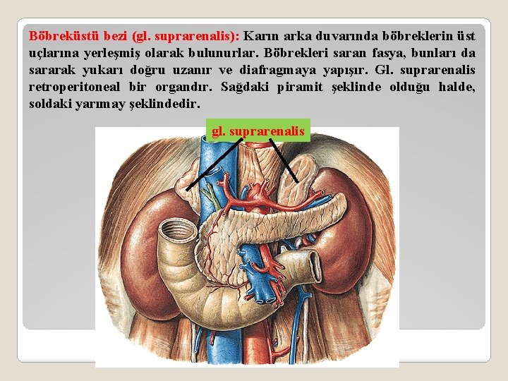 Böbreküstü bezi (gl. suprarenalis): Karın arka duvarında böbreklerin üst uçlarına yerleşmiş olarak bulunurlar. Böbrekleri