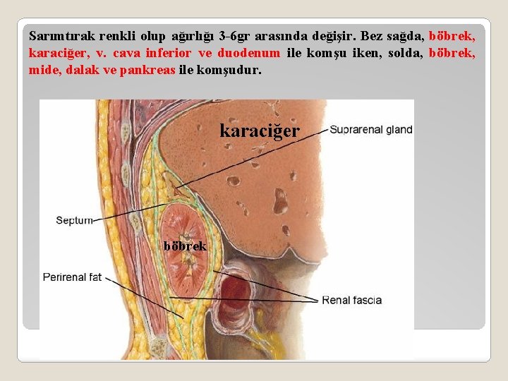 Sarımtırak renkli olup ağırlığı 3 -6 gr arasında değişir. Bez sağda, böbrek, karaciğer, v.