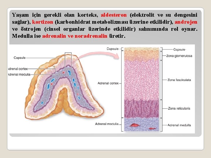 Yaşam için gerekli olan korteks, aldesteron (elektrolit ve su dengesini sağlar), kortizon (karbonhidrat metabolizması