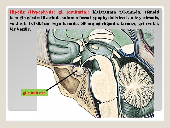 Hipofiz (Hypophysis: gl. pituitaria): Kafatasının tabanında, sfenoid kemiğin gövdesi üzerinde bulunan fossa hypophysialis içerisinde