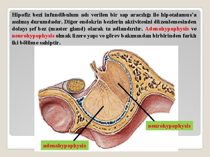 Hipofiz bezi infundibulum adı verilen bir sap aracılığı ile hipotalamus’a asılmış durumdadır. Diğer endokrin
