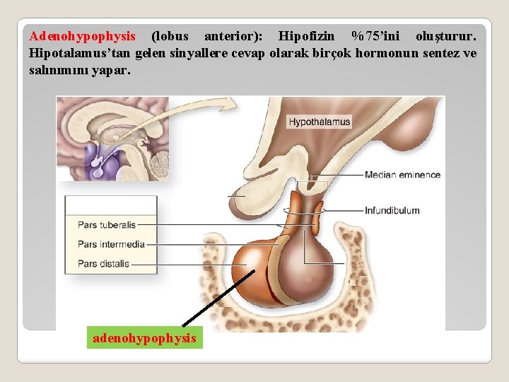 Adenohypophysis (lobus anterior): Hipofizin %75’ini oluşturur. Hipotalamus’tan gelen sinyallere cevap olarak birçok hormonun sentez