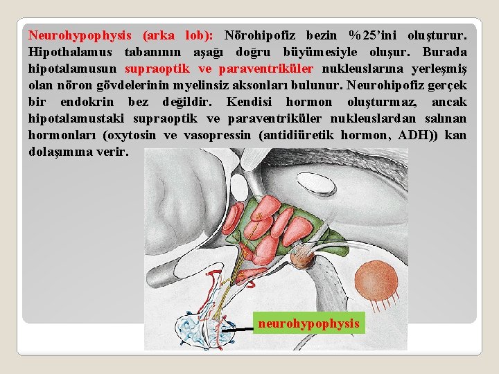 Neurohypophysis (arka lob): Nörohipofiz bezin %25’ini oluşturur. Hipothalamus tabanının aşağı doğru büyümesiyle oluşur. Burada