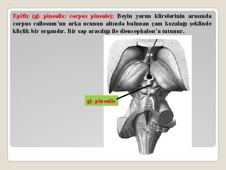 Epifiz (gl. pinealis: corpus pineale): Beyin yarım kürelerinin arasında corpus callosum’un arka ucunun altında