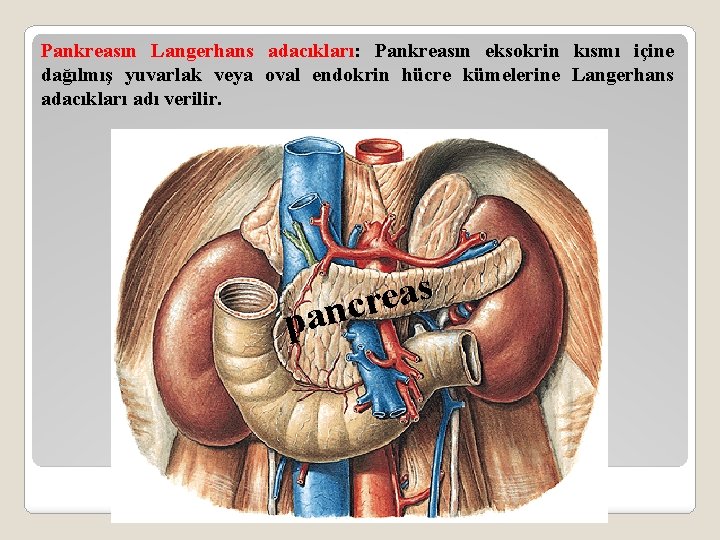 Pankreasın Langerhans adacıkları: Pankreasın eksokrin kısmı içine dağılmış yuvarlak veya oval endokrin hücre kümelerine