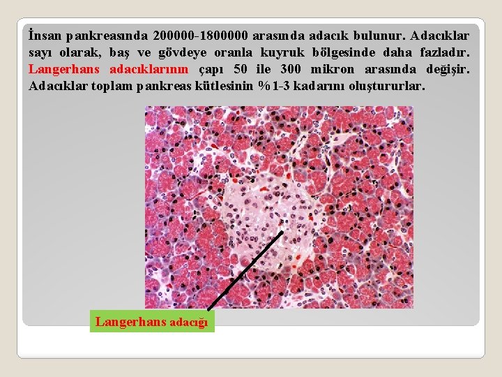 İnsan pankreasında 200000 -1800000 arasında adacık bulunur. Adacıklar sayı olarak, baş ve gövdeye oranla