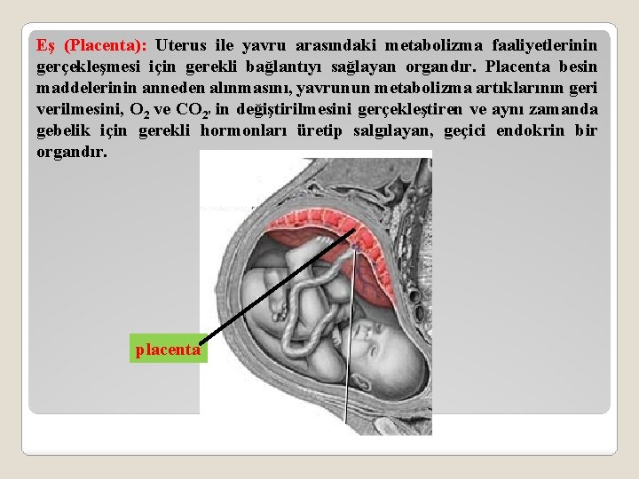 Eş (Placenta): Uterus ile yavru arasındaki metabolizma faaliyetlerinin gerçekleşmesi için gerekli bağlantıyı sağlayan organdır.