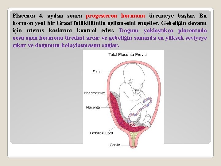 Placenta 4. aydan sonra progesteron hormonu üretmeye başlar. Bu hormon yeni bir Graaf follikülünün