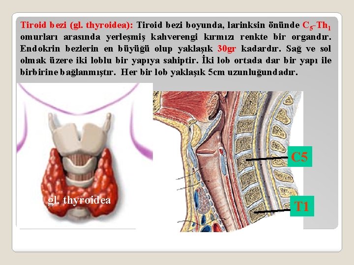 Tiroid bezi (gl. thyroidea): Tiroid bezi boyunda, larinksin önünde C 5 -Th 1 omurları