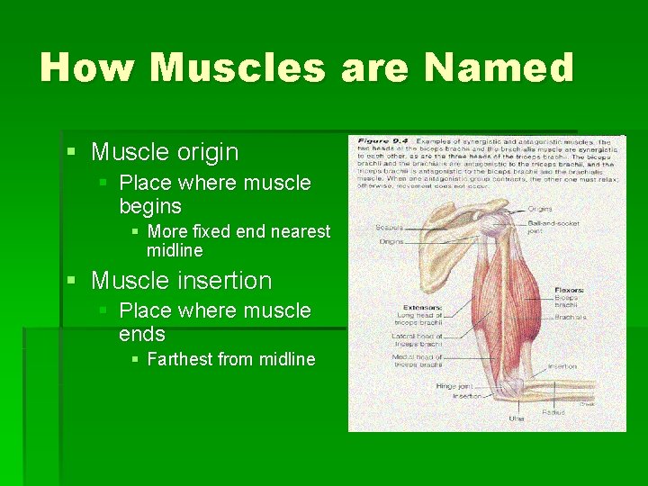 How Muscles are Named § Muscle origin § Place where muscle begins § More