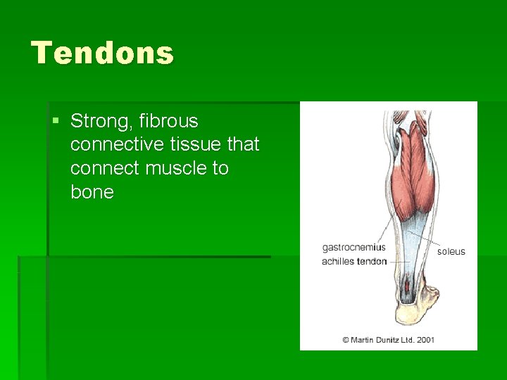 Tendons § Strong, fibrous connective tissue that connect muscle to bone 