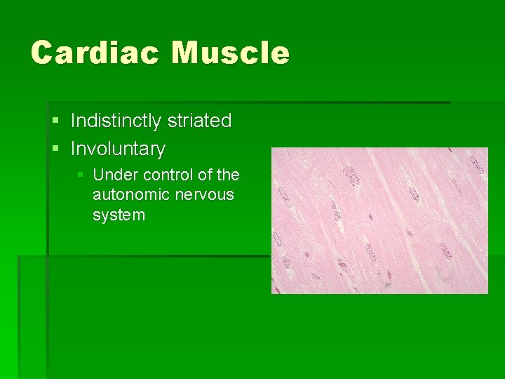 Cardiac Muscle § Indistinctly striated § Involuntary § Under control of the autonomic nervous