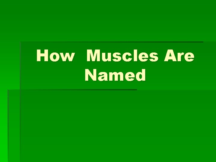 How Muscles Are Named 