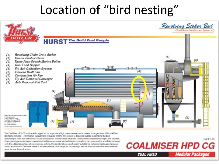 Location of “bird nesting” 