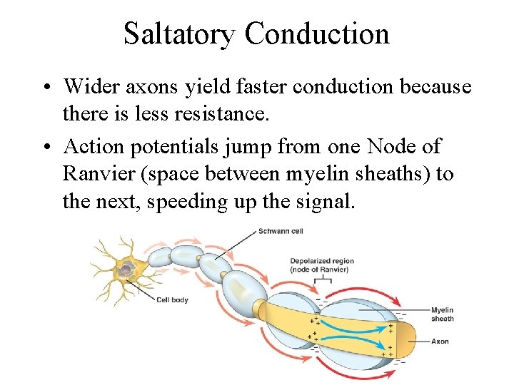 Saltatory Conduction • Wider axons yield faster conduction because there is less resistance. •
