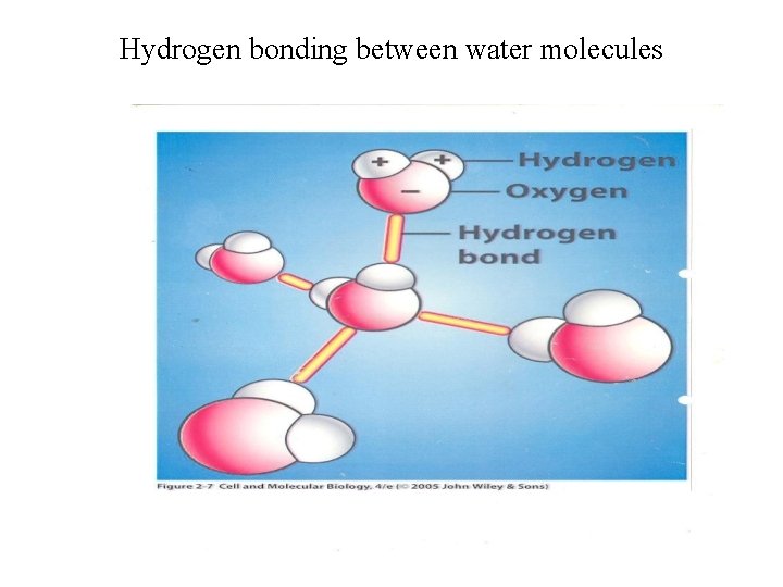 Hydrogen bonding between water molecules 