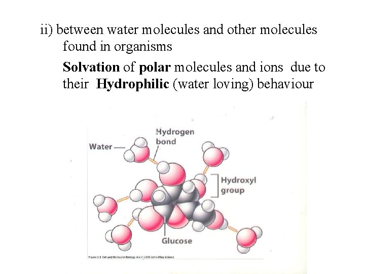 ii) between water molecules and other molecules found in organisms Solvation of polar molecules