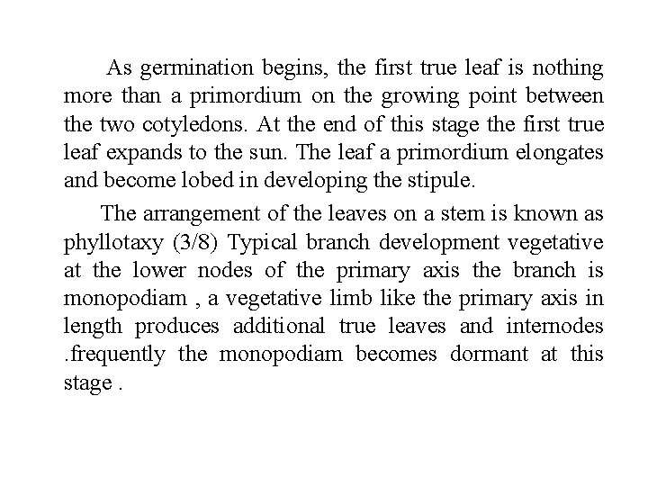 As germination begins, the first true leaf is nothing more than a primordium on