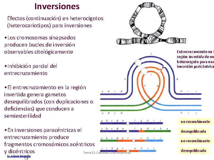 Inversiones Efectos (continuación) en heterocigotos (heterocariotipos) para inversiones • Los cromosomas sinapsados producen bucles