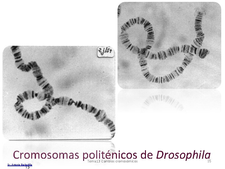 Cromosomas politénicos de Drosophila Dr. Antonio Barbadilla 15 Tema 13 Cambios cromosómicos 15 