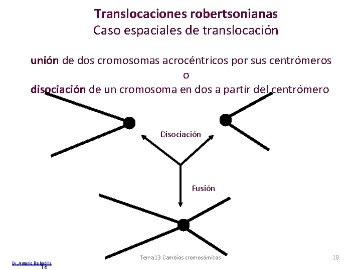 Translocaciones robertsonianas Caso espaciales de translocación unión de dos cromosomas acrocéntricos por sus centrómeros