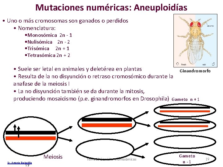 Mutaciones numéricas: Aneuploidías • Uno o más cromosomas son ganados o perdidos • Nomenclatura: