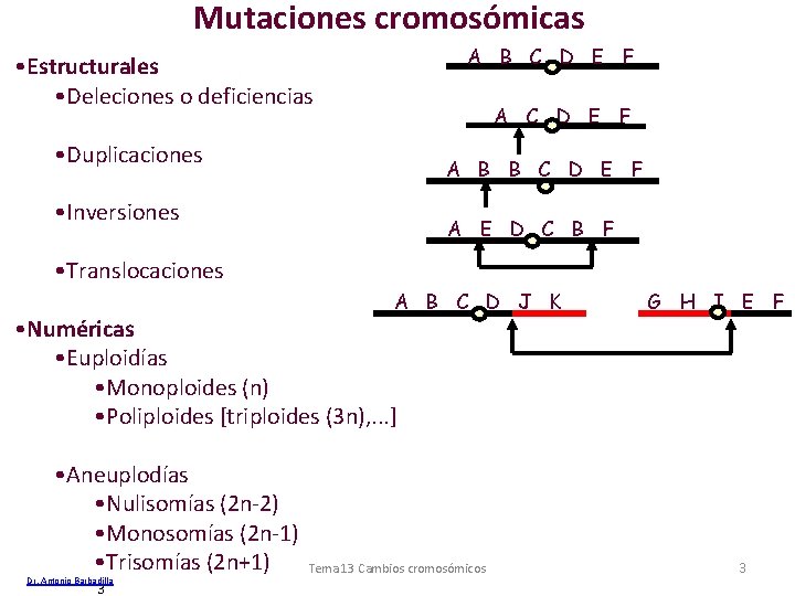 Mutaciones cromosómicas A B C D E F • Estructurales • Deleciones o deficiencias