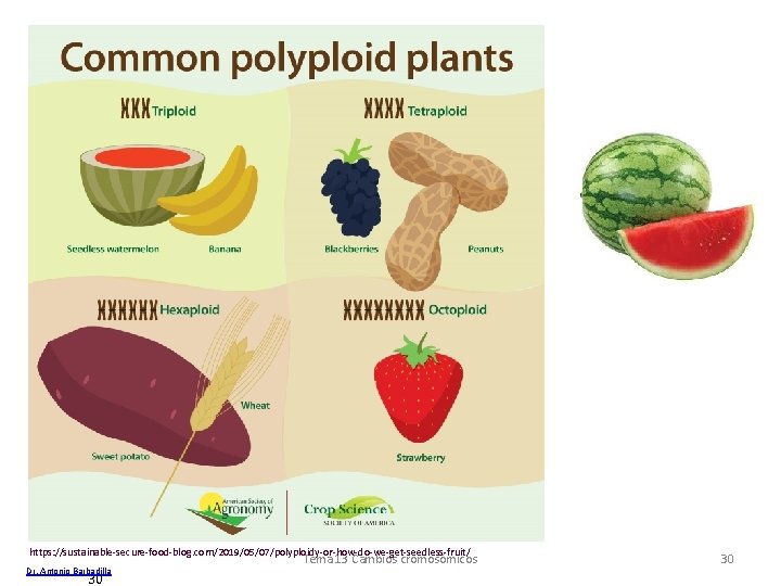 https: //sustainable-secure-food-blog. com/2019/05/07/polyploidy-or-how-do-we-get-seedless-fruit/ Dr. Antonio Barbadilla 30 Tema 13 Cambios cromosómicos 30 