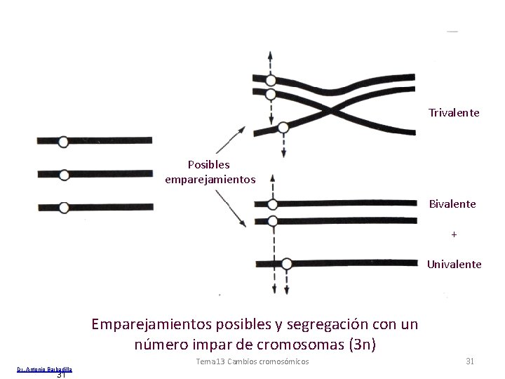 Trivalente Posibles emparejamientos Bivalente + Univalente Emparejamientos posibles y segregación con un número impar