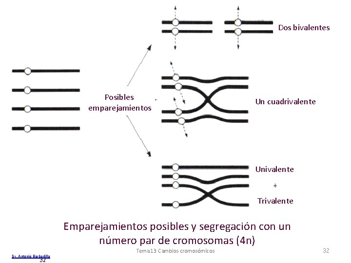 Dos bivalentes Posibles emparejamientos Un cuadrivalente Univalente + Trivalente Emparejamientos posibles y segregación con