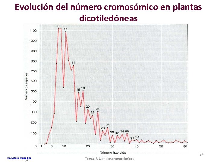 Evolución del número cromosómico en plantas dicotiledóneas Dr. Antonio Barbadilla 34 Tema 13 Cambios