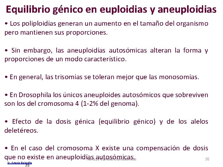 Equilibrio génico en euploidias y aneuploidias • Los poliploidías generan un aumento en el