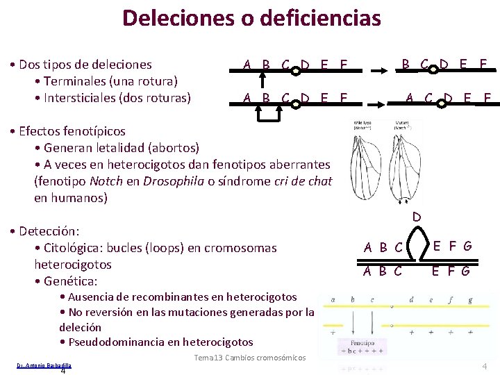 Deleciones o deficiencias • Dos tipos de deleciones • Terminales (una rotura) • Intersticiales