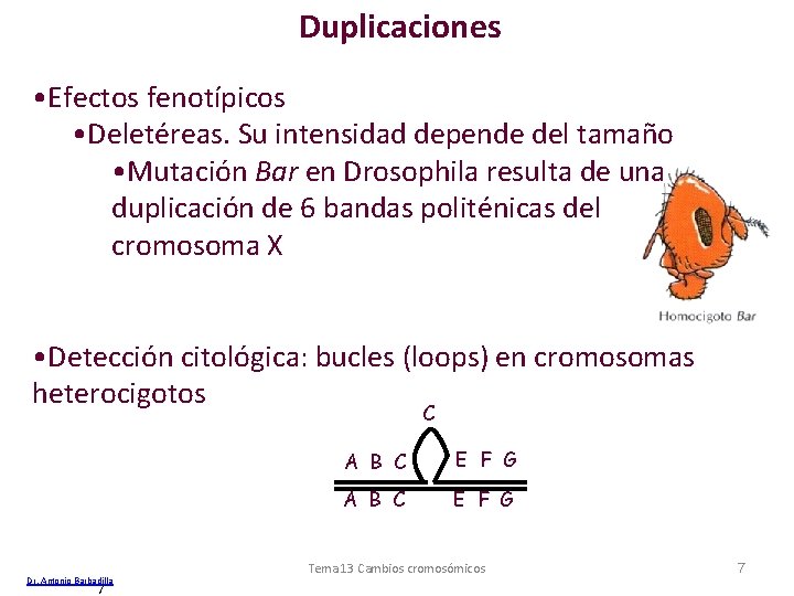 Duplicaciones • Efectos fenotípicos • Deletéreas. Su intensidad depende del tamaño • Mutación Bar