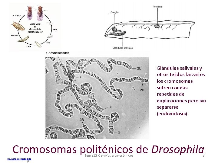 Glándulas salivales y otros tejidos larvarios los cromosomas sufren rondas repetidas de duplicaciones pero