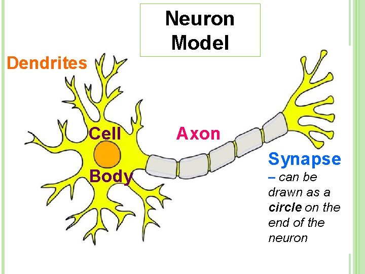 Neuron Model Dendrites Cell Body Axon Synapse – can be drawn as a circle