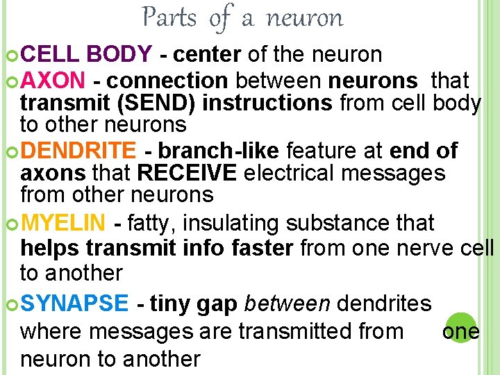 Parts of a neuron CELL BODY - center of the neuron AXON - connection