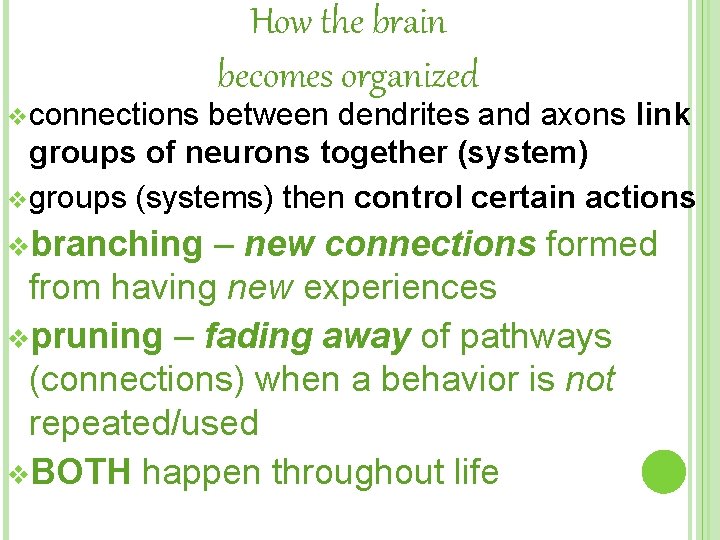 v connections How the brain becomes organized between dendrites and axons link groups of
