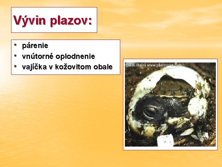 Vývin plazov: • • • párenie vnútorné oplodnenie vajíčka v kožovitom obale 