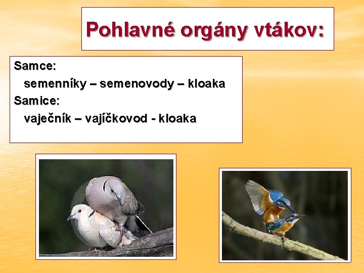 Pohlavné orgány vtákov: Samce: semenníky – semenovody – kloaka Samice: vaječník – vajíčkovod -