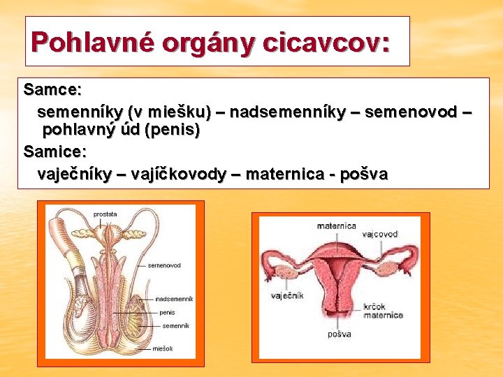 Pohlavné orgány cicavcov: Samce: semenníky (v miešku) – nadsemenníky – semenovod – pohlavný úd