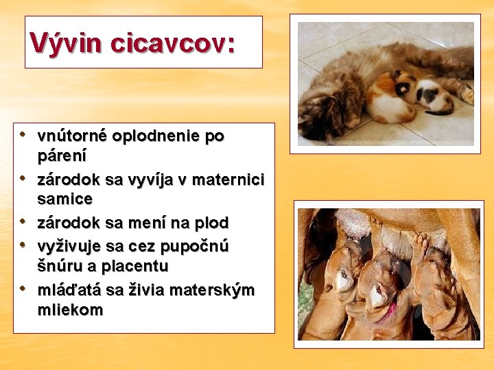 Vývin cicavcov: • vnútorné oplodnenie po • • párení zárodok sa vyvíja v maternici