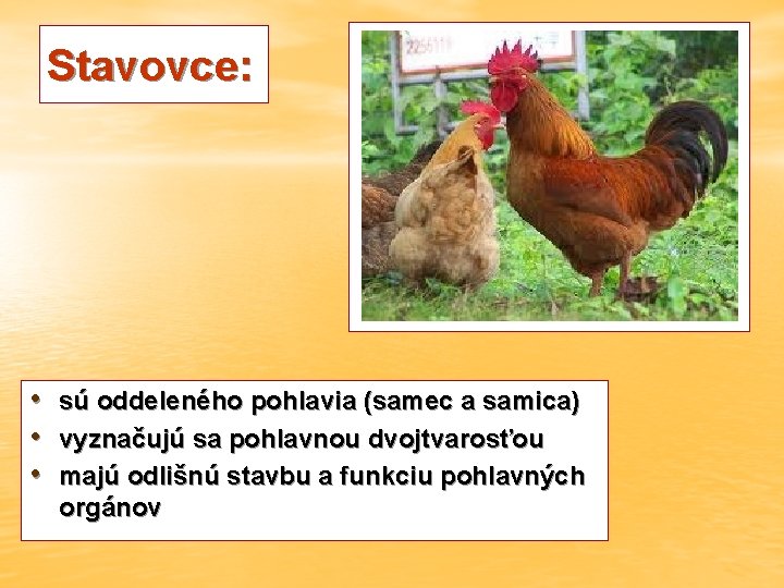 Stavovce: • sú oddeleného pohlavia (samec a samica) • vyznačujú sa pohlavnou dvojtvarosťou •