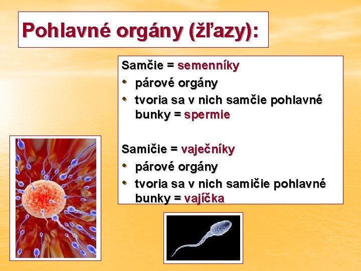 Pohlavné orgány (žľazy): Samčie = semenníky • párové orgány • tvoria sa v nich